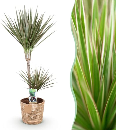 Plantenboetiek.nl | Green is... Dracaena Marginata Bicolor - Drakenbloedboom - Weinig onderhoud - met mand - Groen - Ø21cm - 90-100cm hoog - Kamerplant - Groenblijvend