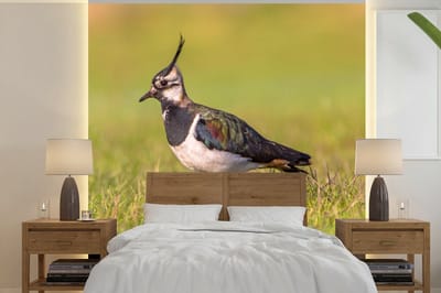 Behang - Fotobehang Vogel - Gras - Natuur - Dieren - Kievit - Breedte 220 cm x hoogte 220 cm