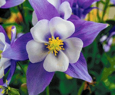 MyHobby Borduurpakket – Wit paarse bloem 60×50 cm - Aida borduurstof 5,5 kruisjes/cm (14 count) - Telpatroon - Borduurgaren - Borduurnaald - Handleiding - Voor Beginners & Gevorderden - Complete borduurset