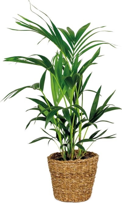 Bloomique - Howea Forsteriana - Kentia Palm - Kamerplanten - Luchtzuiverend - Diervriendelijk - Hoogte 80-100 cm - Rotan Mand 19 cm
