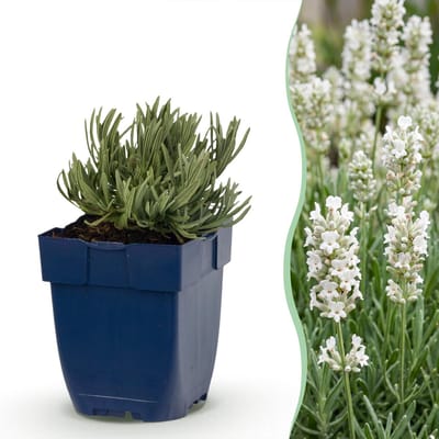 Green boutiQ - Vasteplant - Lavandula ang. Edelweiss - Lavendel - Geurend - Wit - 1 Plant - Pot 11cm - Hoogte 15-25cm