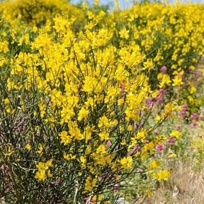 Spartium junceum - Bezemstruik, 40-60 cm in pot: Struik met heldergele, erwtachtige bloemen en groenblijvende stengels.