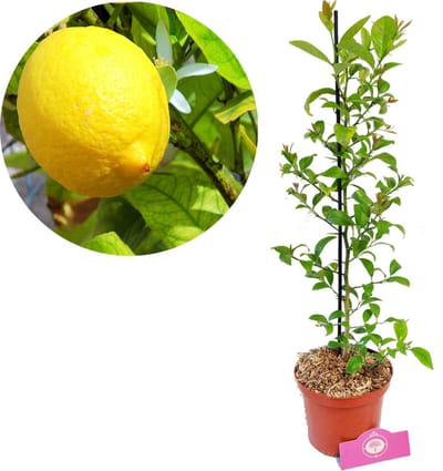 Citrus limon 'Citroenplant', 2 liter pot