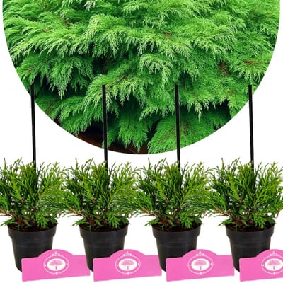 Set van 4 Valse Jeneverbes - Microbiata decussata – Hoogte 15cm - 9cm pot