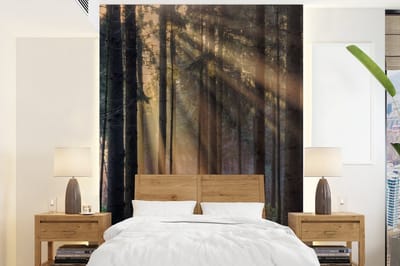 Behang - Fotobehang Bomen - Bos - Zon - Planten - Breedte 195 cm x hoogte 260 cm