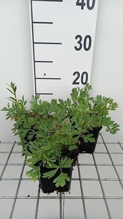 6x Wildemanskruid - Pulsatilla vulg. 'Röde Klokke' | 9x9 cm pot