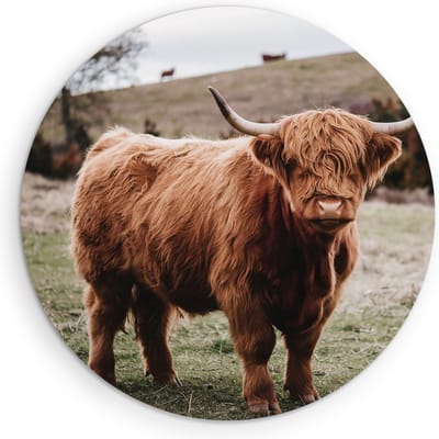 Saammp Muurcirkel Hout - Groep Schotse Hooglander Koeien op de hooglanden - Dieren - Natuur - Ø 90 - Wandcirkel - Wanddecoratie Cirkel - muurdecoratie Woonkamer - Slaapkamer decoratie - Rond Schilderij