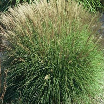 6 x Miscanthus Sinensis 'Adagio' - Scherpgroen - pot 9 x 9 cm - Gracieus Prachtriet voor de Herfsttuin