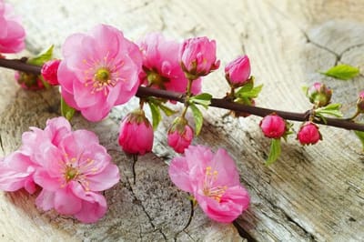 Fotobehang - Sakura 375x250cm - Vliesbehang