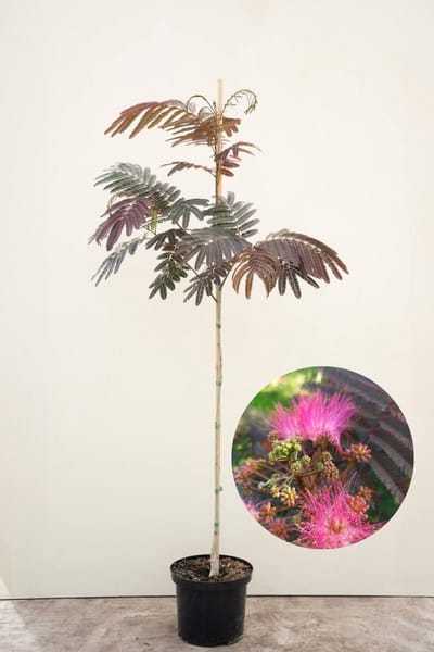 Jonge Perzische Slaapboom | Albizia julibrissin 'Evi's Pride' | 150-200cm hoogte