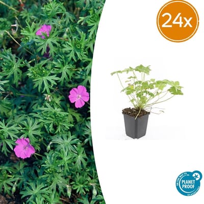 Trendyplants - Geranium 'Tiny Monster' - 24 stuks - Ooievaarsbek - Winterhard - Hoogte 10-30 cm - Potmaat Ø9cm