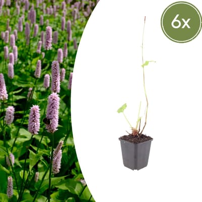Tuinplantenshop.com | Persicaria aff. 'Superba' | 6 stuks - Ø9cm - 10-25cm hoog - Tuinplant