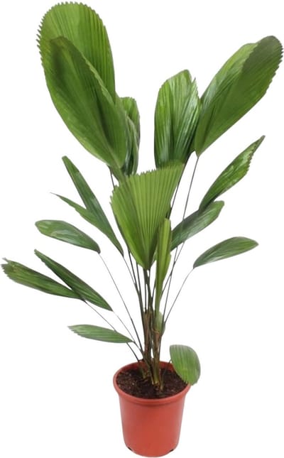 Palas-palm Licuala Grandis - 90 cm - ø27 - Tropische kamerpalm