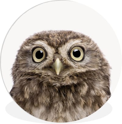 Wandcirkel dieren - Kinderkamer decoratie - Uil - Dieren - Nachtdier - Vogels - Muurcirkel - Wandcirkel kinderen - 150x150 cm - Kunststof