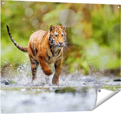Gards Tuinposter Tijger Loopt in het Water - 100x80 cm - Tuindoek - Tuindecoratie - Wanddecoratie buiten - Tuinschilderij