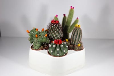 Succulux Cactussen Mix met Strobloemen - 6 Cactussen Ø 5,5 cm Pot - Mini Kamerplanten Bruiloft Decoratie