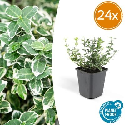 Tuinplantenshop.com | Euonymus fort. 'Emerald Gaiety' | 24 stuks - Ø9cm - 10-25cm hoog - Tuinplant