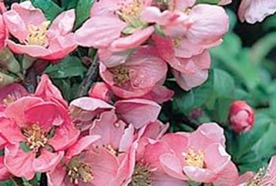 Chaenomeles superba 'Pink Lady' - Sierkwee 30 - 40 cm in pot