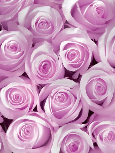 Pink Roses Photo Wallcovering