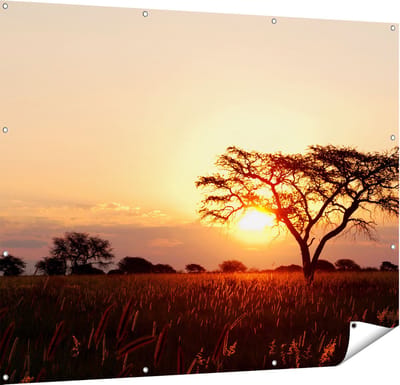 Gards Tuinposter Zonsondergang Achter een Acacia Boom - 150x120 cm - Tuindoek - Tuindecoratie - Wanddecoratie buiten - Tuinschilderij