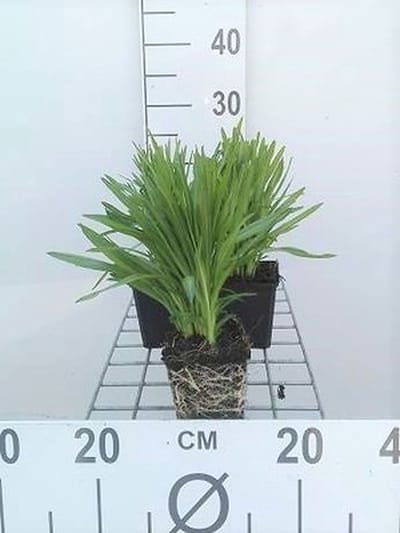 6x Lampepoetser - Liatris spic. 'Floristan Weiss' | 9x9 cm pot