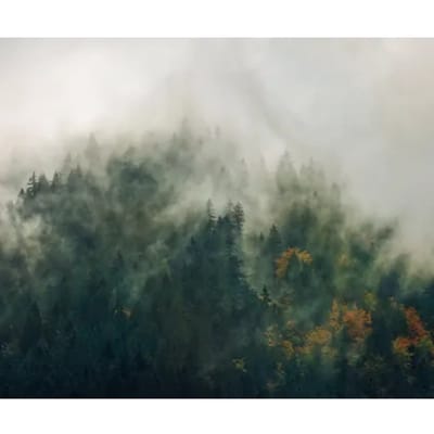 Fotobehang Tales Of The Carpathians - Groen - 2,50m X 300cm