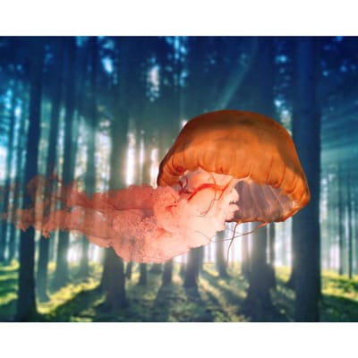 3D DIY diamant borduurwerk kruissteek  Forest Jellyfish  Diamond schilderij woondecoratie 20X30CM brown