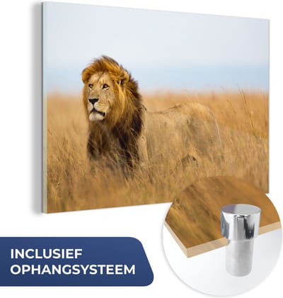 MuchoWow® Glasschilderij 60x40 cm - Schilderij acrylglas - Leeuwen - Gras - Afrika - Foto op glas - Schilderijen