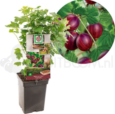 Ribes uva-cr. Captivator - zoete rode kruisbes - potmaat Ø18 cm