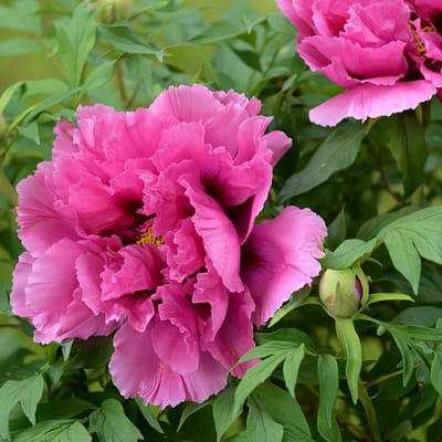Paeonia suffruticosa pink, Roze boompioen, hoogte 20 cm, 1 liter pot
