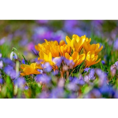 Fleurs Broderie Diamant 5D DIY Peinture Diamant Fleurs Jaunes Point De Croix 20X30CM orange