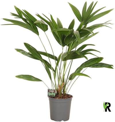 Livistona chinensis 3 pp 100 cm – Kamerplant – Vers Van De Kweker – Potmaat Ø24 cm