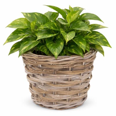 Mega Collections plantenmand Koudum - rotan - D39 x H31 cm - lichtbruin/grijs - planten/bloempot