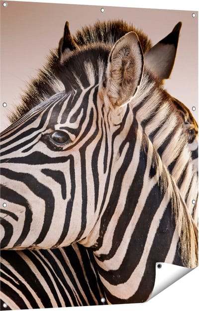 Gards Tuinposter Twee Knuffelende Zebra's - 90x120 cm - Tuindoek - Tuindecoratie - Wanddecoratie buiten - Tuinschilderij