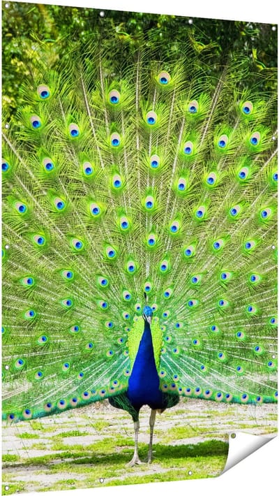 Gards Tuinposter Pauw met Grote Kleurrijke Veren - 120x180 cm - Tuindoek - Tuindecoratie - Wanddecoratie buiten - Tuinschilderij