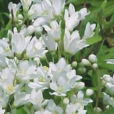 Deutzia Gracilis 'Nikko' - Bruidsbloem 25-30 cm in pot