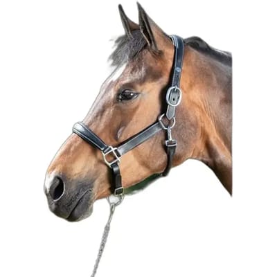 Leren halster voor paarden HFI