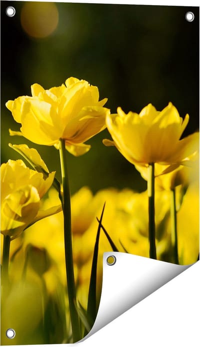 Gards Tuinposter Gele Tulpen - Bloemen - 40x60 cm - Tuindoek - Tuindecoratie - Wanddecoratie buiten - Tuinschilderij