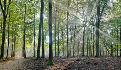 Fotobehang Beukenbos in herfstlicht 450 x 260 cm - € 295,--