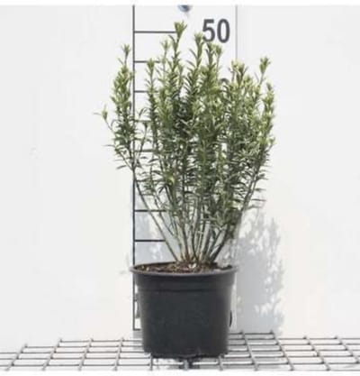 Euonymus japonicus 'Microphyllus Albovariegatus' - Japanse kardinaalshoed 20 - 30 cm in pot