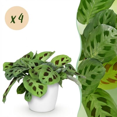 Plantenboetiek.nl | Maranta Fascinator Kerchoveana - Zebraplant - Huisdiervriendelijke Plant - Groen - 4 Planten - met Potter Wit - Ø12cm - 25cm hoog - Kamerplant - Arrangement - Plant met pot