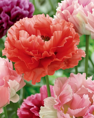 2 sets - Papaver Zaden Pioenbloemig Gemengd Eenjarig Sierbloem 90 Cm