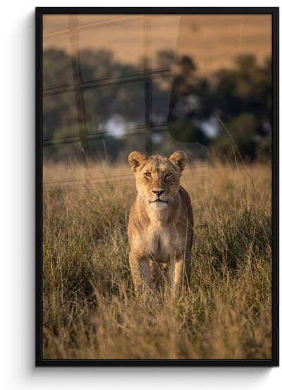 Poster in lijst - Fotolijst 80x120 cm - Posters - Leeuwin - Gras - Geel - Posterlijst zwart - Decoratie - Wanddecoratie woonkamer - Muurdecoratie slaapkamer
