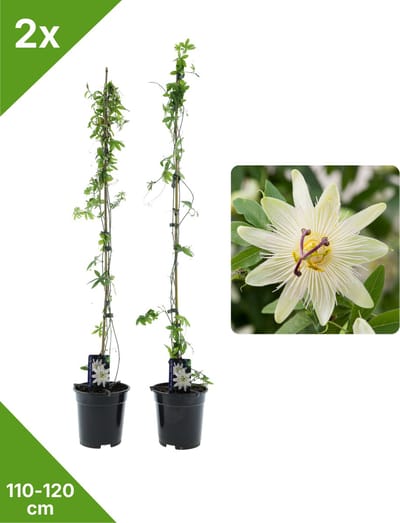 GARDENZO - 2x Witte Passiebloem Passiflora Constance Elliot XXL - in 2 ltr pot- 115-120 cm