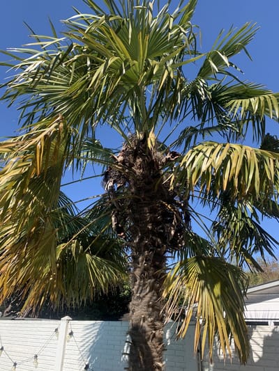 Palmboom zaad Trachycarpus fortunei Chineese waaierpalmboom zaden om zelf palmboom te kweken