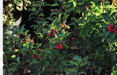 1 x Ilex meserveae 'Blue Princess'- Blauwe Hulst, Amerikaanse Hulst 40 - 60 cm in pot