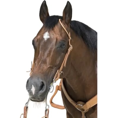 Hoofdstellen voor paarden Westride Franck Perret 1 oreille