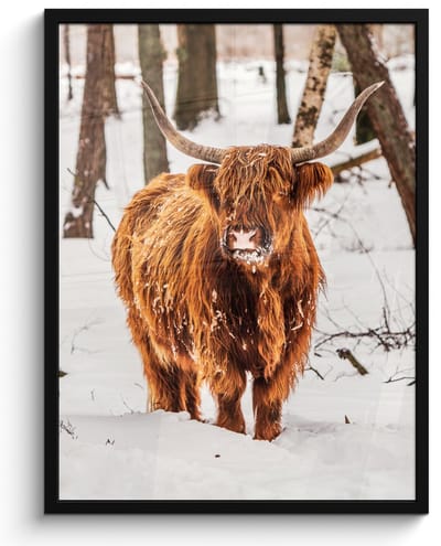 Poster in lijst - Fotolijst 50x70 cm - Posters - Schotse Hooglander - Sneeuw - Winter - Natuur - Dieren - Posterlijst zwart - Decoratie - Wanddecoratie woonkamer - Muurdecoratie slaapkamer