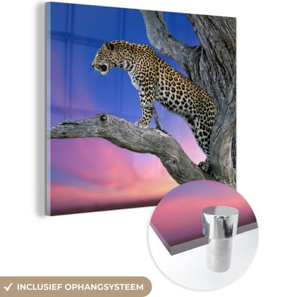 MuchoWow® Glasschilderij 50x50 cm - Schilderij acrylglas - Luipaard - Boom - Tak - Foto op glas - Schilderijen