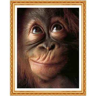 5D bricolage diamant rond broderie singes orang-outan chimpanzé singe diamant peinture 20X30CM black